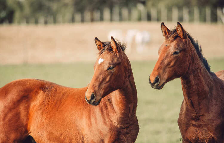 Ciruelo, Grand Champion Male Palermo of the Colorado Brangus Breed