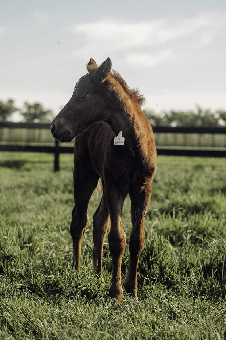 Ciruelo, Grand Champion Male Palermo of the Colorado Brangus Breed