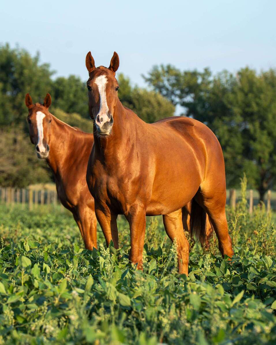 Hannah Montana, the first Argentine Polo horse in the country.